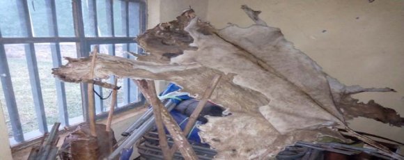 indicates that MNP was not visited through the first five years after its establishment. Tourist arrival shown slight progress and reached its peak in 2013/14. Then, the flow retarded during 2015/16 and starts to rise in 2016/17. Apart from factors contributing to inconsistency in tourist flow, less work on promotion of the park by concerned bodies, lack of infrastructure, difficulty to encounter some wild animals, due to migration and disturbance in the park for different purposes were the major factors contributed to low statistics of tourist arrivals into MNP.b) Ecotourism Potentials of Maze National ParkThe study proved that Maze National Park has untouched and diversified ecotourism potentials. Interview and focus group discussion has revealed the following analysis.