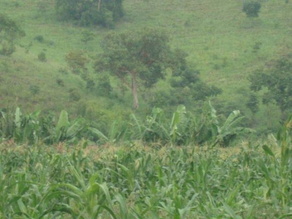 Figure 2: Bilbo Hot Spring (Source: Field survey photo). The spring hot water gushes out in the form of boiling water; and part of it evaporates in the form of steam. During the field observation at Bilbo hot spring, I had a video supported interview with local elder in Hanika-Phasa Kebele of Kamba Wereda. Local people call the Bilbo hot spring as Bilbo Tsabala (the Bilbo healing hot spring) and believe that the Bilbo hot spring is God's work. The community elder has pointed out that