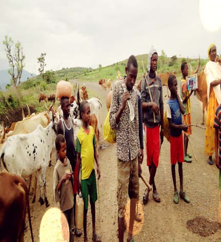 Figure 3: Skin of Lions killed in traps by local communities in revenge for their cattle killed by Lions (Source: MNP HQ).