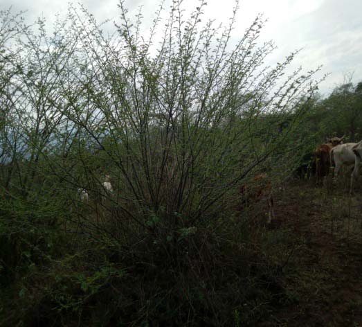 iv. Poor Political Commitment Poor political commitment may result from low understanding and commitment to implement poor skill and knowledge, low awareness, giving low weight to environmental issues and poor institutional integrity of the nominated politicians. Maze National Park has the smallest area coverage (less than 202 km 2 ) compared to the rest of national parks in Ethiopia and is continuing to diminish due to alarmingly growing human and livestock populations followed by poor political commitment of the local governments. Of course, there are disturbances at all corridors of MNP; for instance, the Quca Wereda government gave 3.6 ha of Maze National Park land at Domba for Morka youths for farming as means for stabilizing the political opposition led by youth during the 3 rd election in 2005. Simple provision of incentives as a means to calm community anxiety to exploit resources marginalizes a certain part of a community and intensifies over exploitation of resources, drains confidence on ownership, and increases annoyance by marginalized community towards further development of ecotourism (Ketema, 2015).