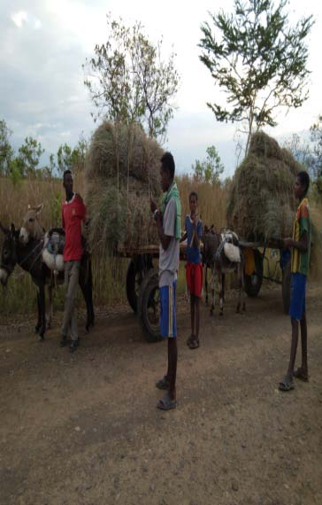 group discussion with Maze National Park staffs. iv. Improved Livestock Production A passenger may see many heads of cattle while crossing MNP. Livestock is half livelihood activity for local communities around MNP. Local communities around the park see livestock as social bank. The problem with local breeds is they are many in number but less productive. According to FGDs with local communities and MNP staffs, to minimize livestock pressure on MNP it demands substitution of local breeds with high yield or cross-breed improved livestock species.