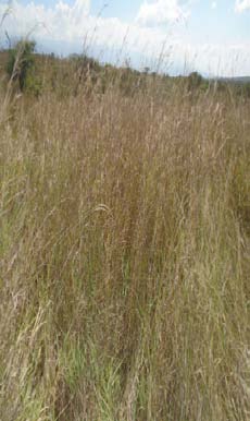 Figure 8: Illegal grass harvesting in Maze National Park. (Photo during field survey).
