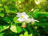 c) Evaluate the potential agritourism sites in terms of: a) environment and surroundings, and b. basic services